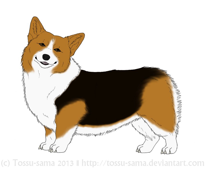 857x706 Red Headed Tricolor Welsh Corgi Pembroke By Tossu Sama