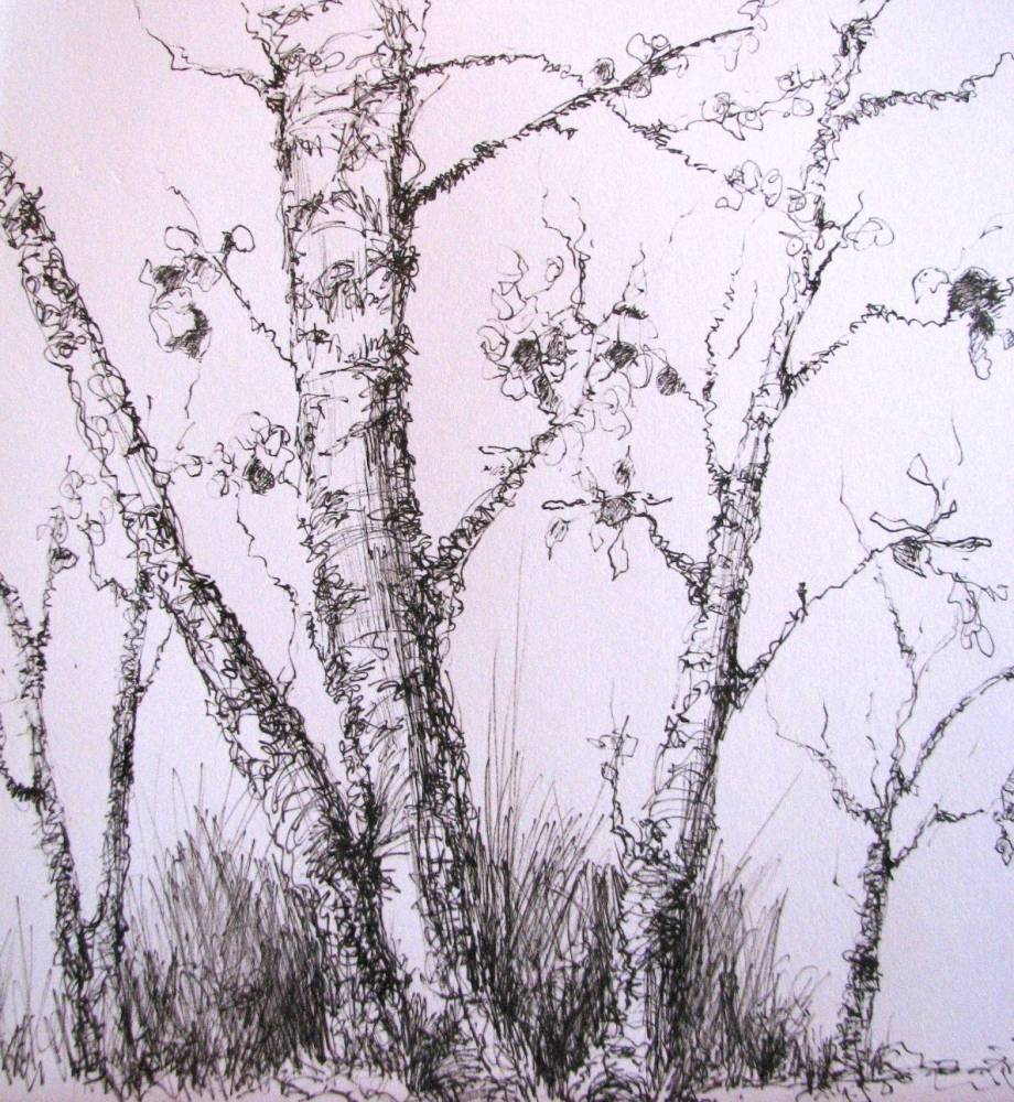 Pen And Ink Tree Drawing At Getdrawings Free Download 1518