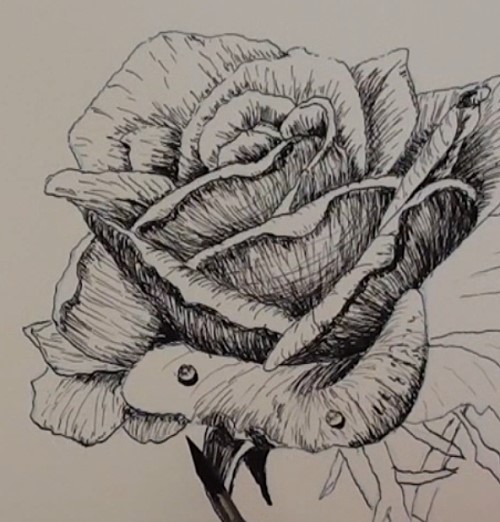 500x522 How To Draw A Rose In Pen And Ink Online Art Lessons