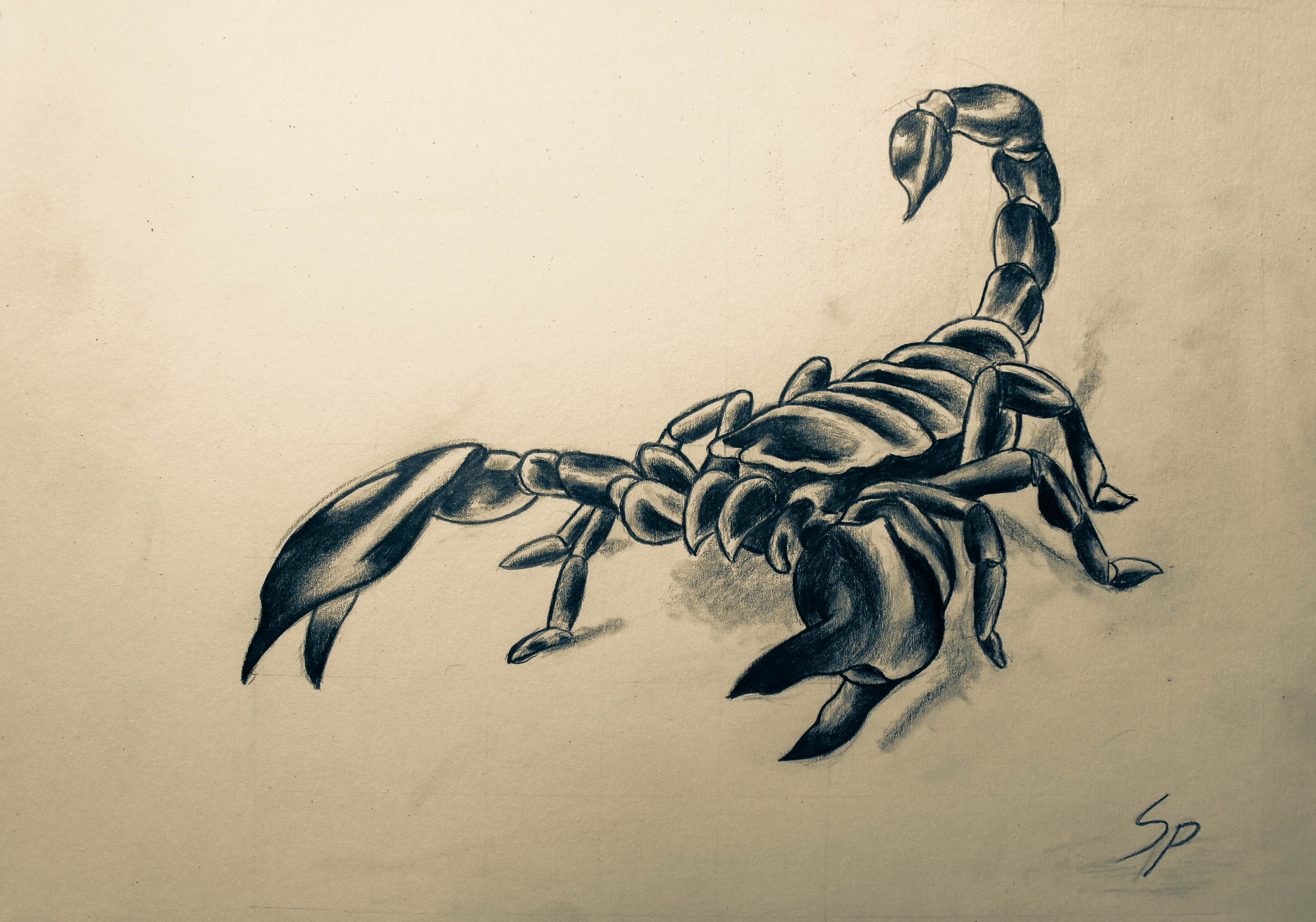 4493x3148 Drawn Scorpion Pencil Drawing