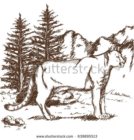 450x470 Mountain Lion Clipart Pencil Drawing