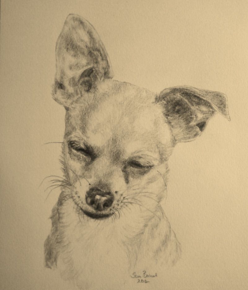 800x932 Personalised Pet Drawings