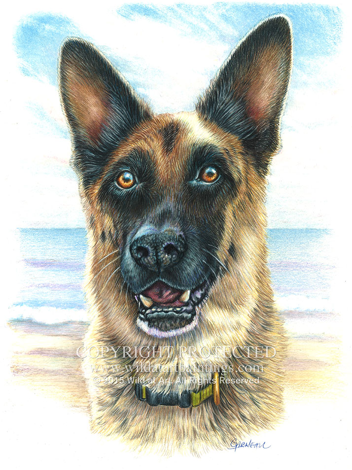 714x954 Pet Portrait Colored Pencil Drawings Gallery 1