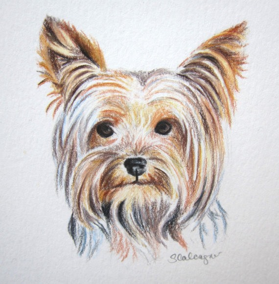 570x580 Yorkie Dog Colored Pencil Drawing Original By Clarityartdesign