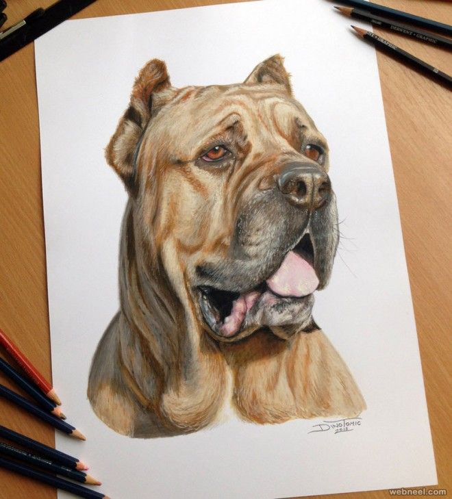 660x729 Dog Color Pencil Drawing Rysunek Dog Drawings, Dog