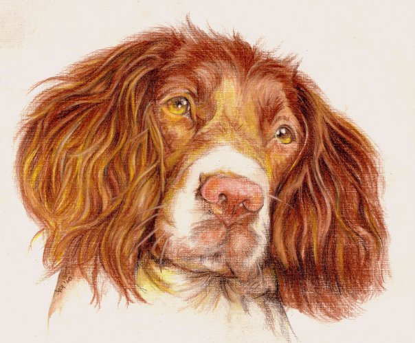 604x499 Dog Color Pencil Drawing By Andrea Image Preview Image