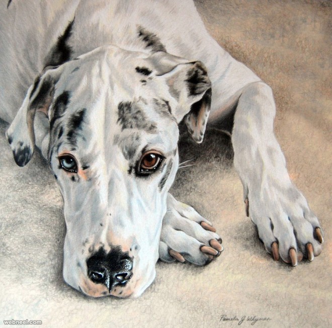 660x652 Dog Colored Pencil Drawing By Lightcircleart 23
