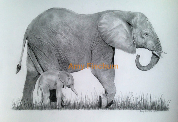 570x391 Elephant Baby Print Pencil Drawing Elephant Black