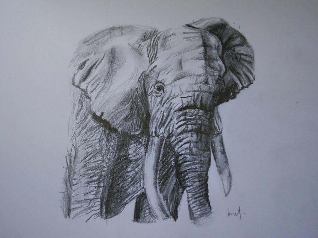 1024x768 How To Draw An Elephant With Pencil (Hbamp8b)