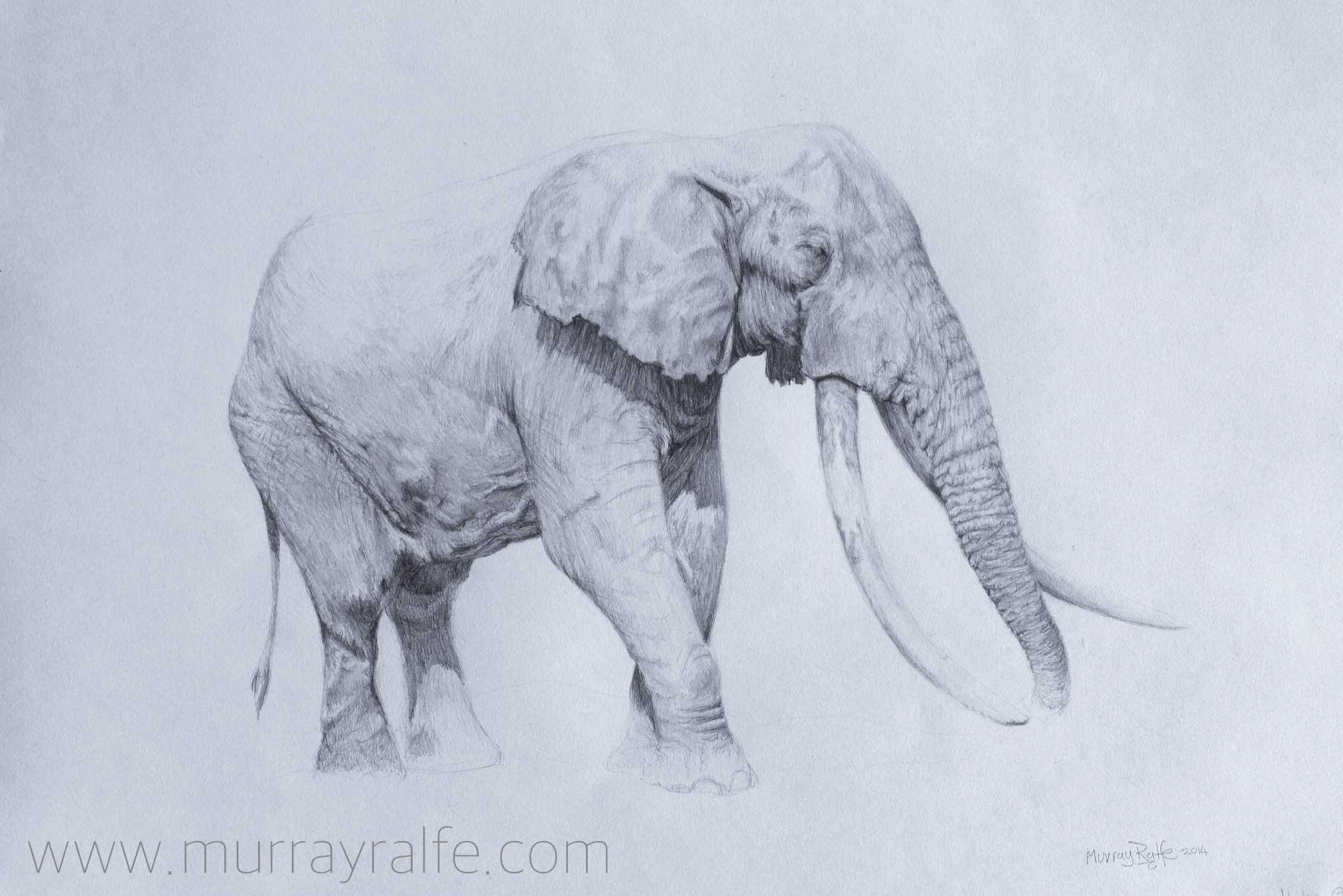 2024x1351 Pencil Drawing Murray Ralfe Art