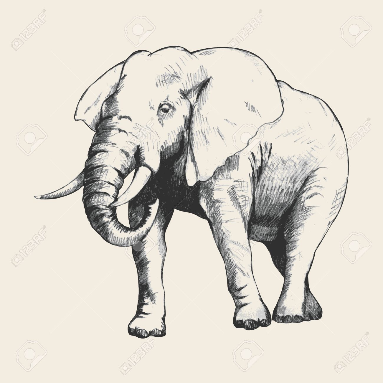 1300x1300 Pencil Sketch Of An Elephant Traced In Adobe Illustrator Royalty