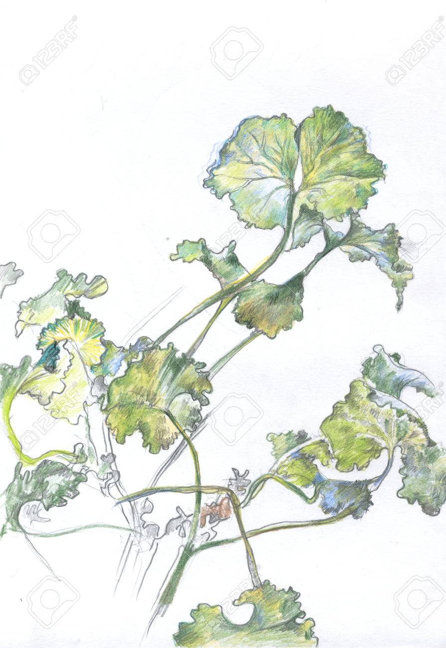 894x1300 Pencil Drawing Of Geranium Leaves Stock Photo, Picture And Royalty