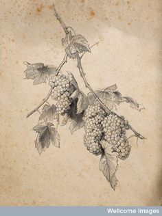 236x316 Grapes 2 By On @ Art