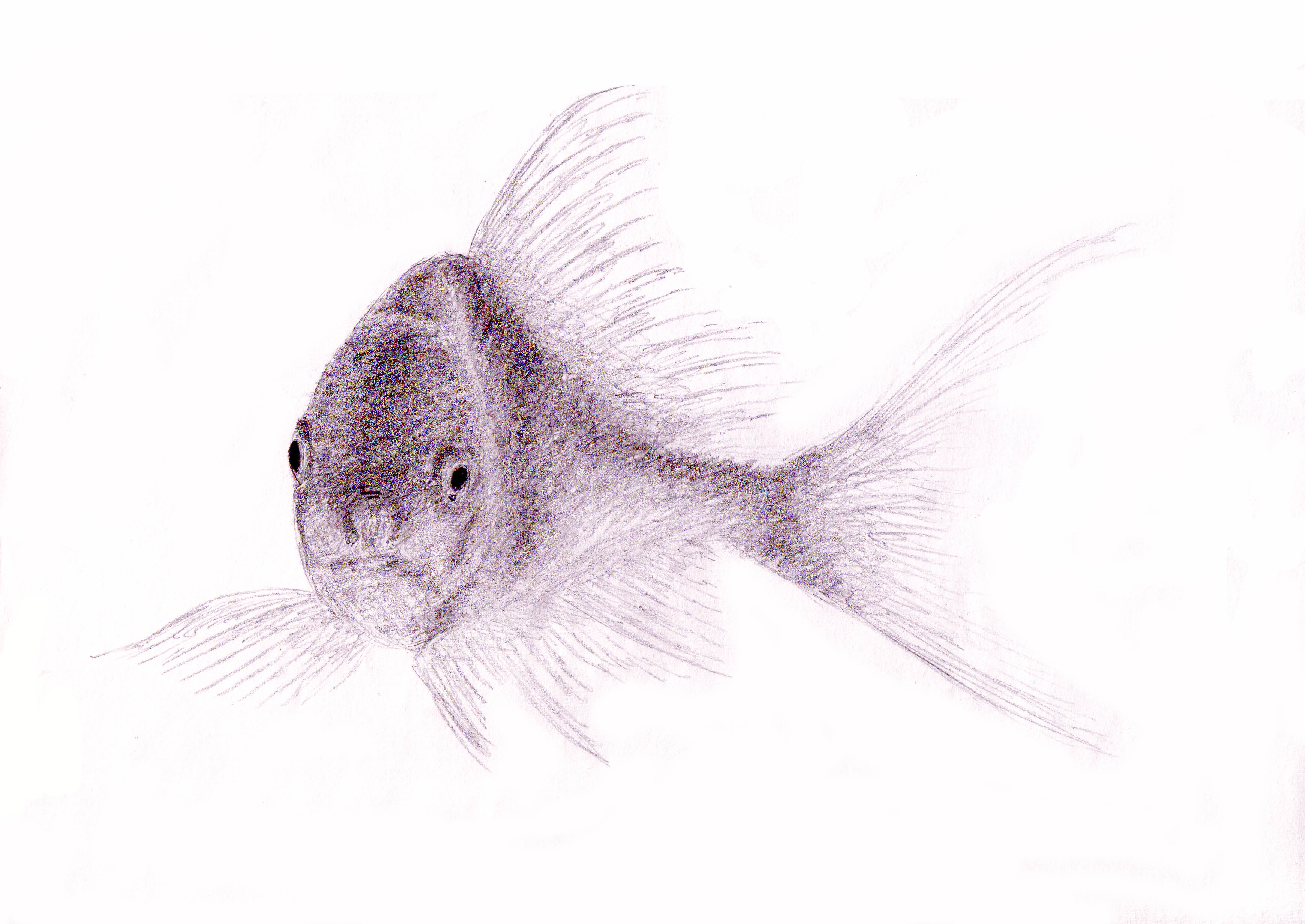 3480x2464 Drawing Of A Fish By Gregor06