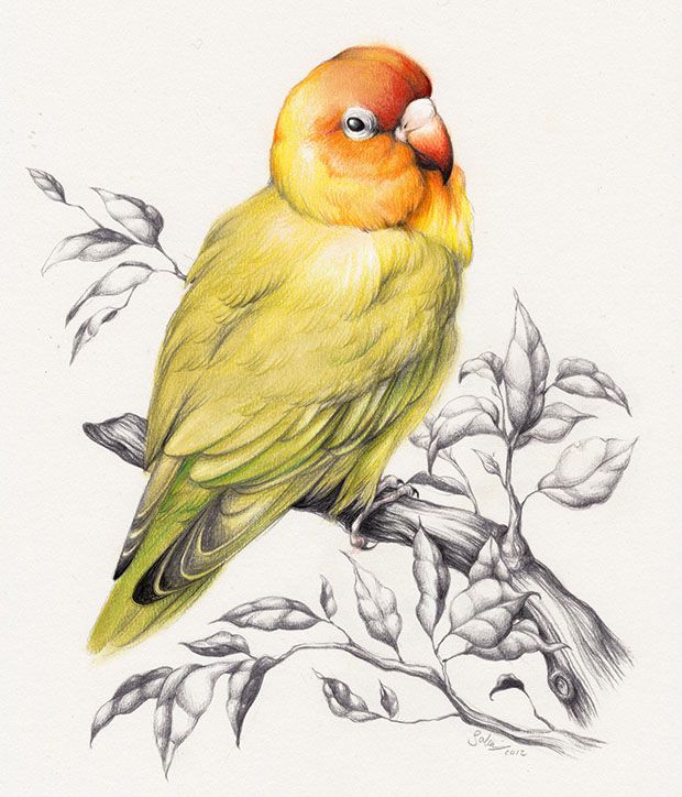 620x724 40 Beautiful Bird Drawings And Art Works For Your Inspiration