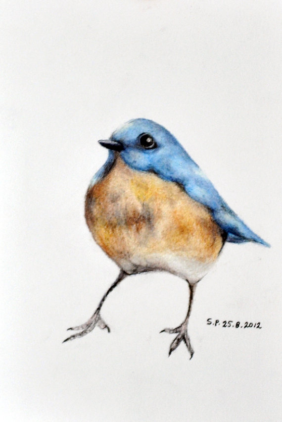570x852 Small Blue Bird 2 Original Colored Pencil Drawing By Prismaticart