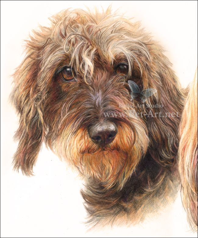 650x781 1049 Best Drawing Animals Images On Draw Animals