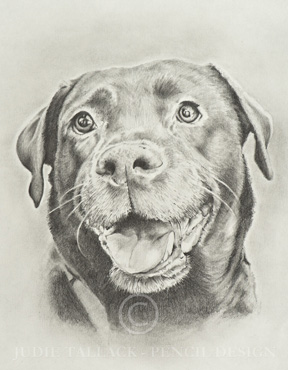 288x370 Chocolate Labrador Pencil Drawing. Pet Portrait Commissions Taken