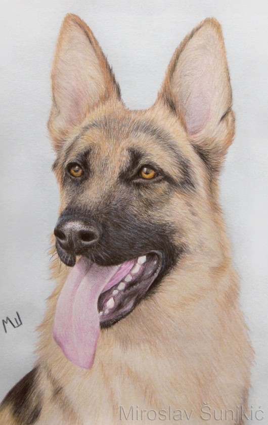 530x841 German Shepherd