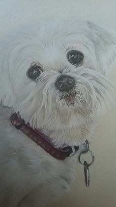 236x419 Pencil Drawing, Pet Portrait, Dogs Pet Portraits