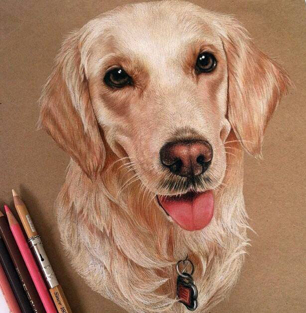 614x628 Dog Color Pencil Drawing By Lahar Image Fullimage