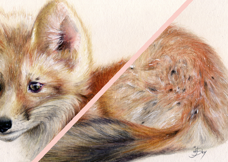 775x551 Fox Drawing Maryjanefineart Colored Pencil Drawings Amp Tutorials