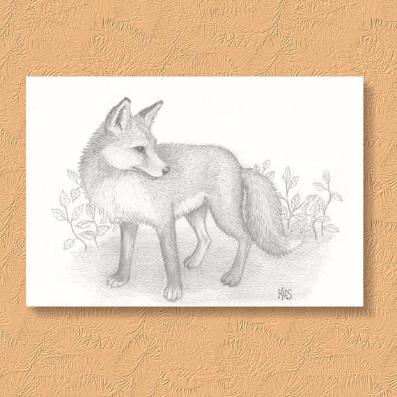 570x570 Fox Drawing. An Original Pencil Drawing Of A Fox By Brighton
