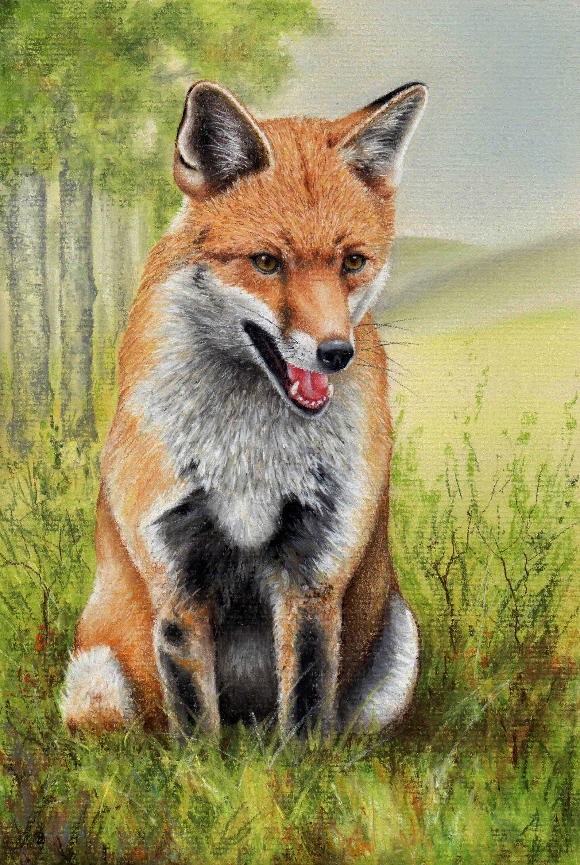 1890x2820 How To Draw A Fox With Pastel Pencils Colin Bradley Art
