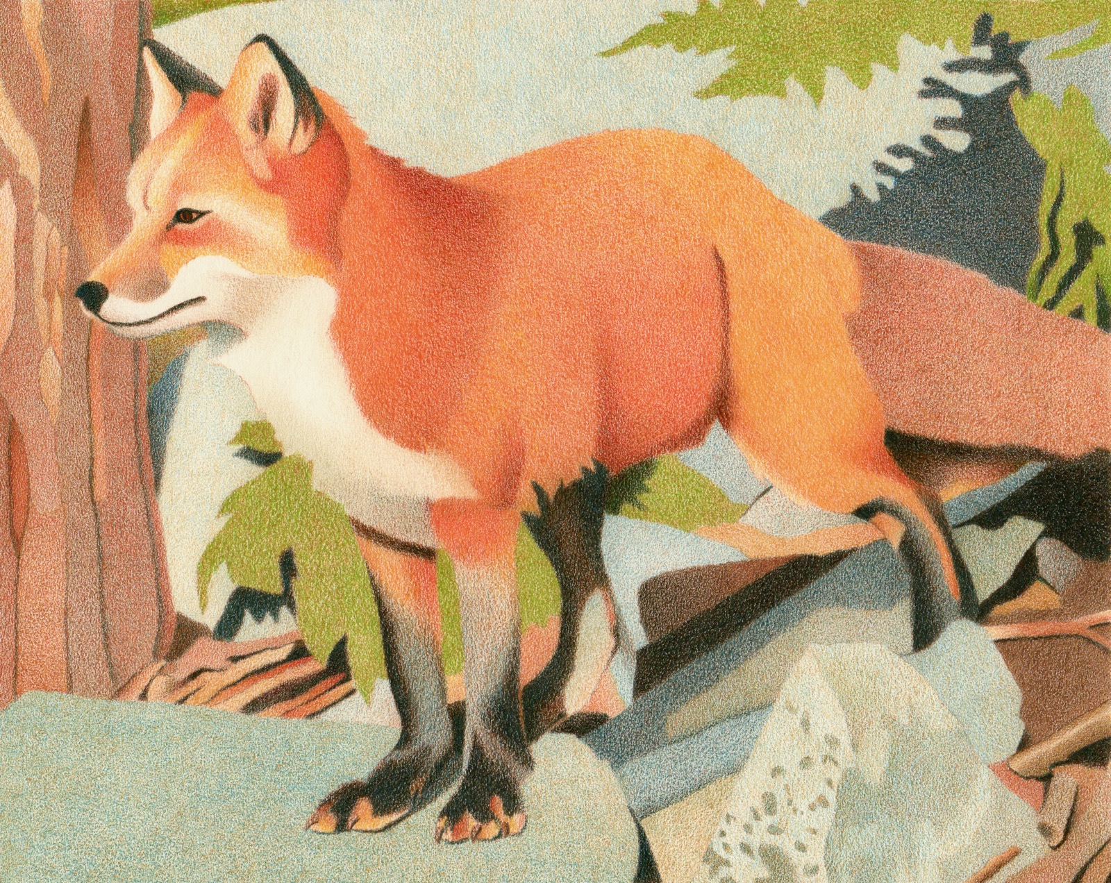 1600x1272 Impression Evergreen Curious Red Fox