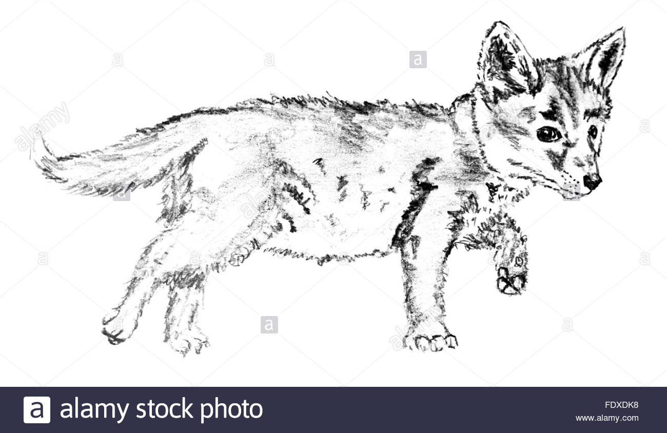 1300x844 Pencil Drawing Of A Cute Little Fox Puppy Stock Photo 94623852