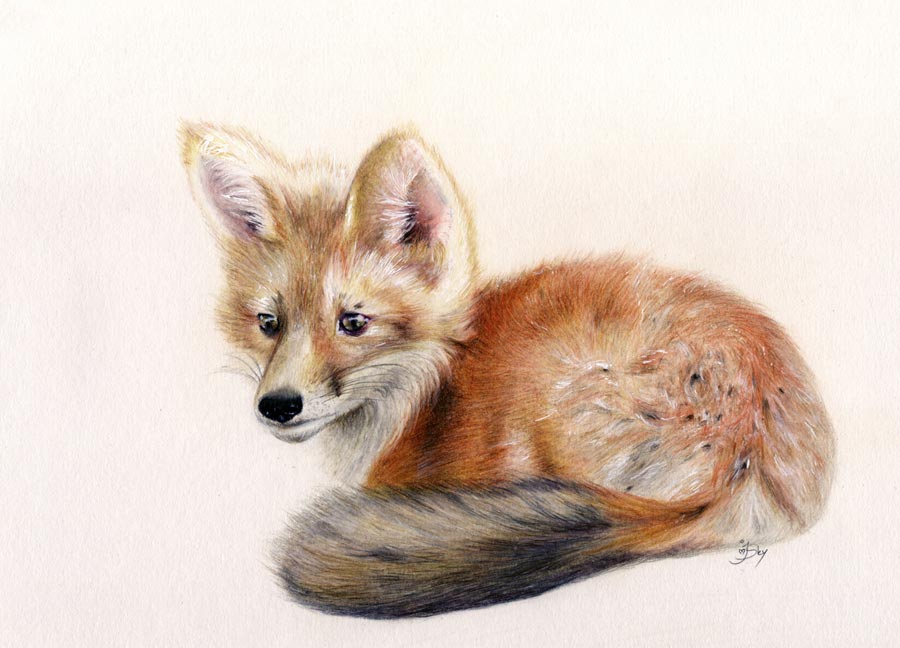 900x648 Little Fox Cub Maryjanefineart Colored Pencil Drawings Amp Tutorials