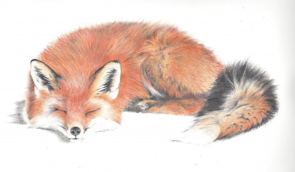 1024x597 Red Fox Drawings Drawings Fox Love Fox Drawing