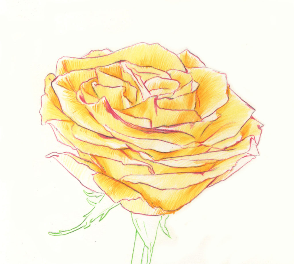 1024x922 Drawing Roses In Graphite Pencil And Colored Pencil