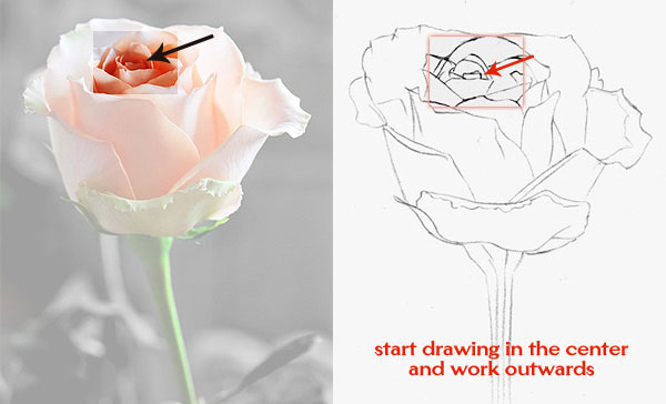 600x364 How To Draw A Rose Learn To Draw Rose Pencil Drawings Art Is Fun