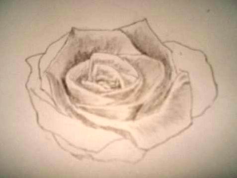 477x359 Pencil Drawings And Rose Sketches