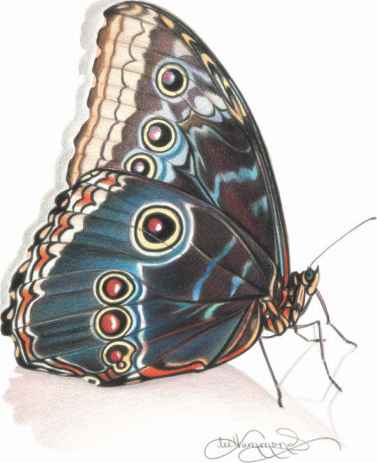 377x463 Drawing With Colored Pencils