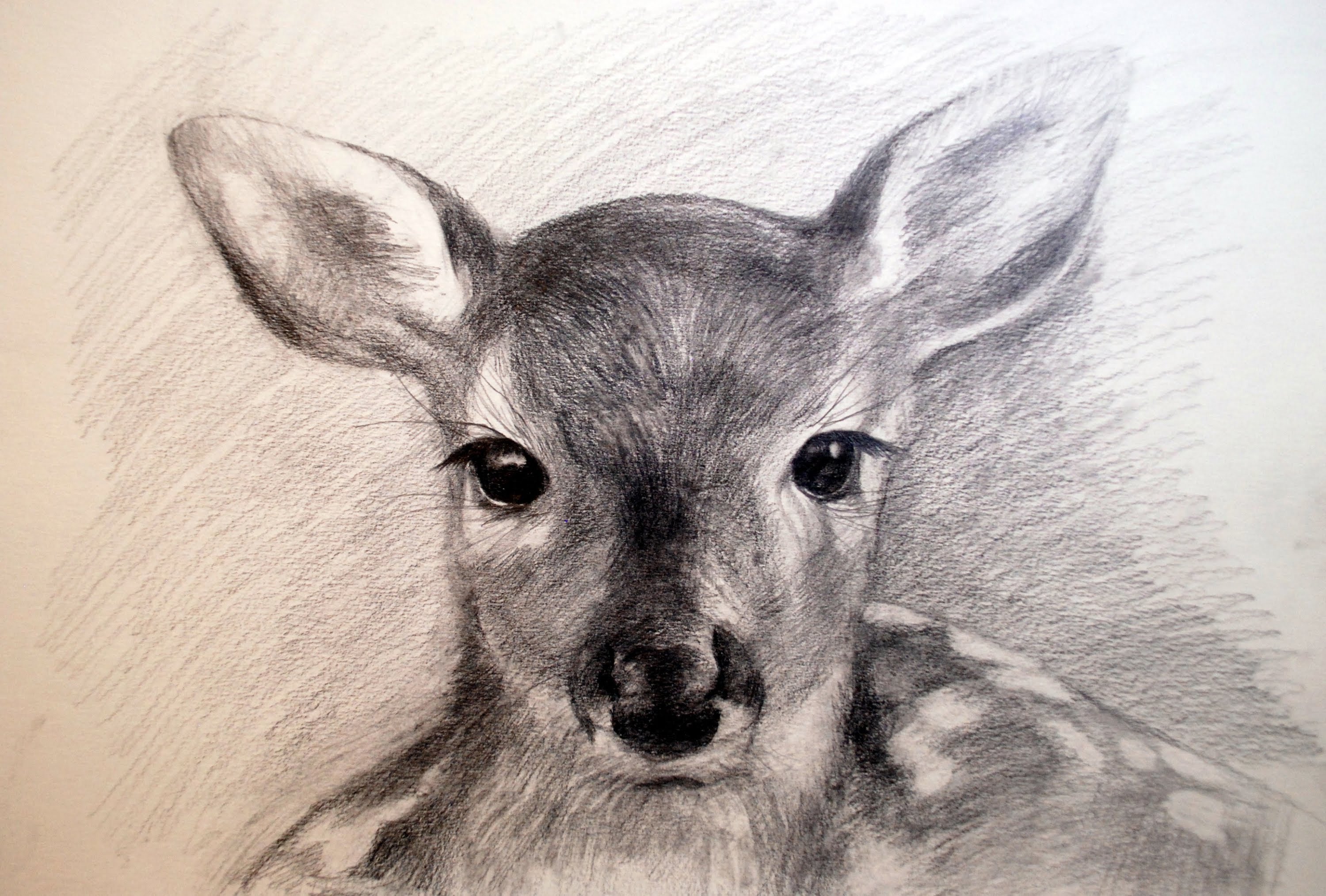 Pencil Drawing Of Deer at GetDrawings Free download