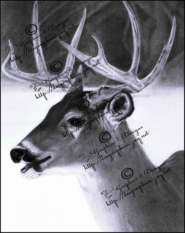 600x756 Realistic Pencil Drawing Of A Deer By Booters