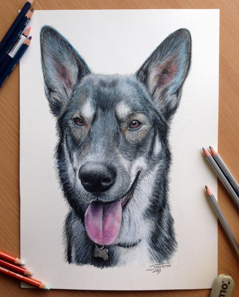 801x997 Pencil Drawing Of A Dog By Atomiccircus