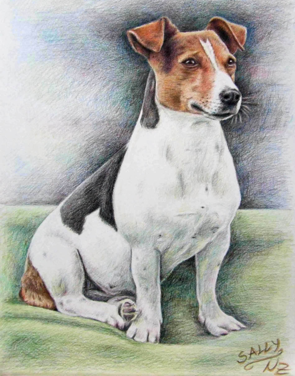 950x1209 Dog Color Pencil Drawing Nicole 5