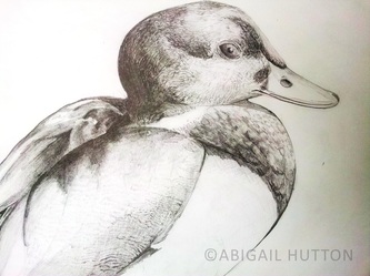 Pencil Drawing Of Duck at GetDrawings | Free download