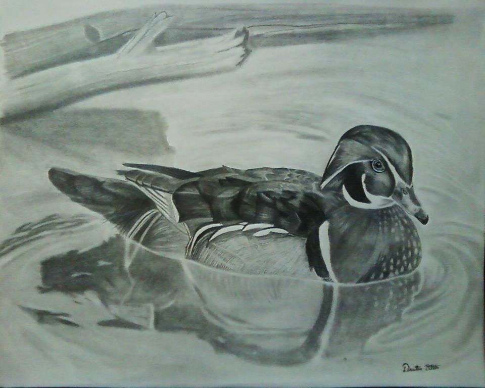 960x768 Duck Pencil Drawing By Bola Sponsee Dustin Dattilio Bolart
