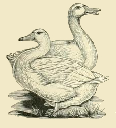 228x250 Fileaylesbury Duck Drawing.jpg