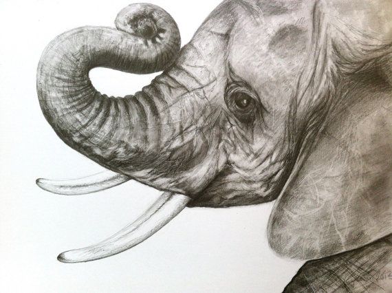 570x426 Baby Elephant Original Pencil Drawing By Lucy Beevor, Entitled