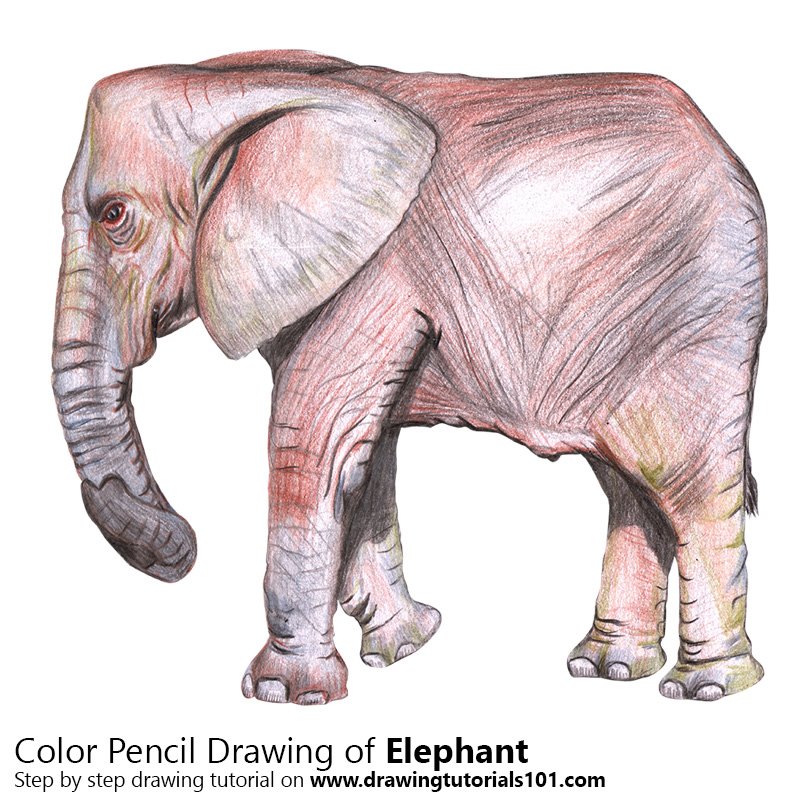 800x800 Elephant Colored Pencils