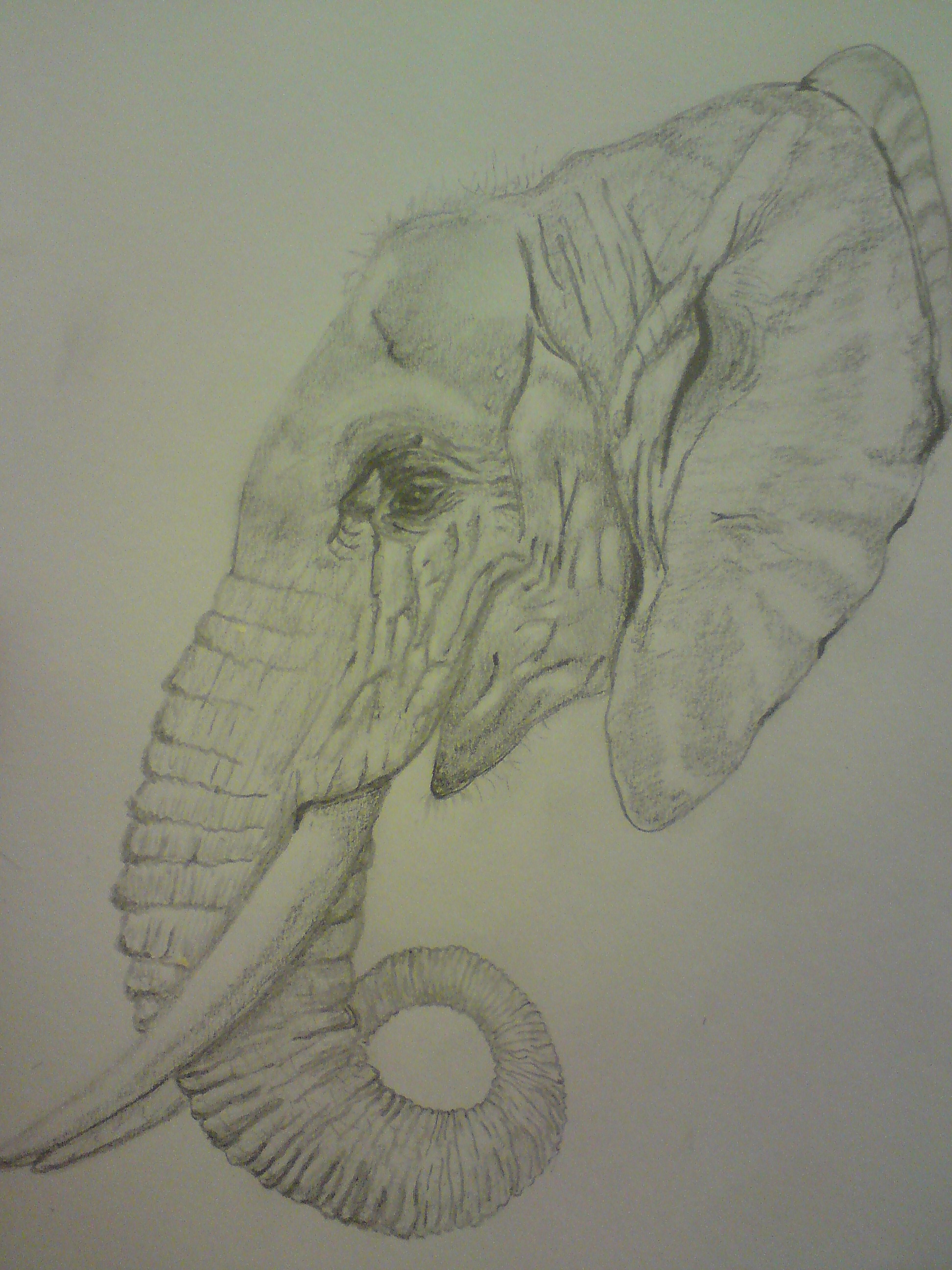 1944x2592 Elephant Pencil Drawing. Lucyjain's Blog