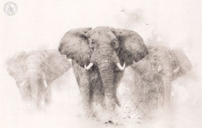 400x253 Elephants