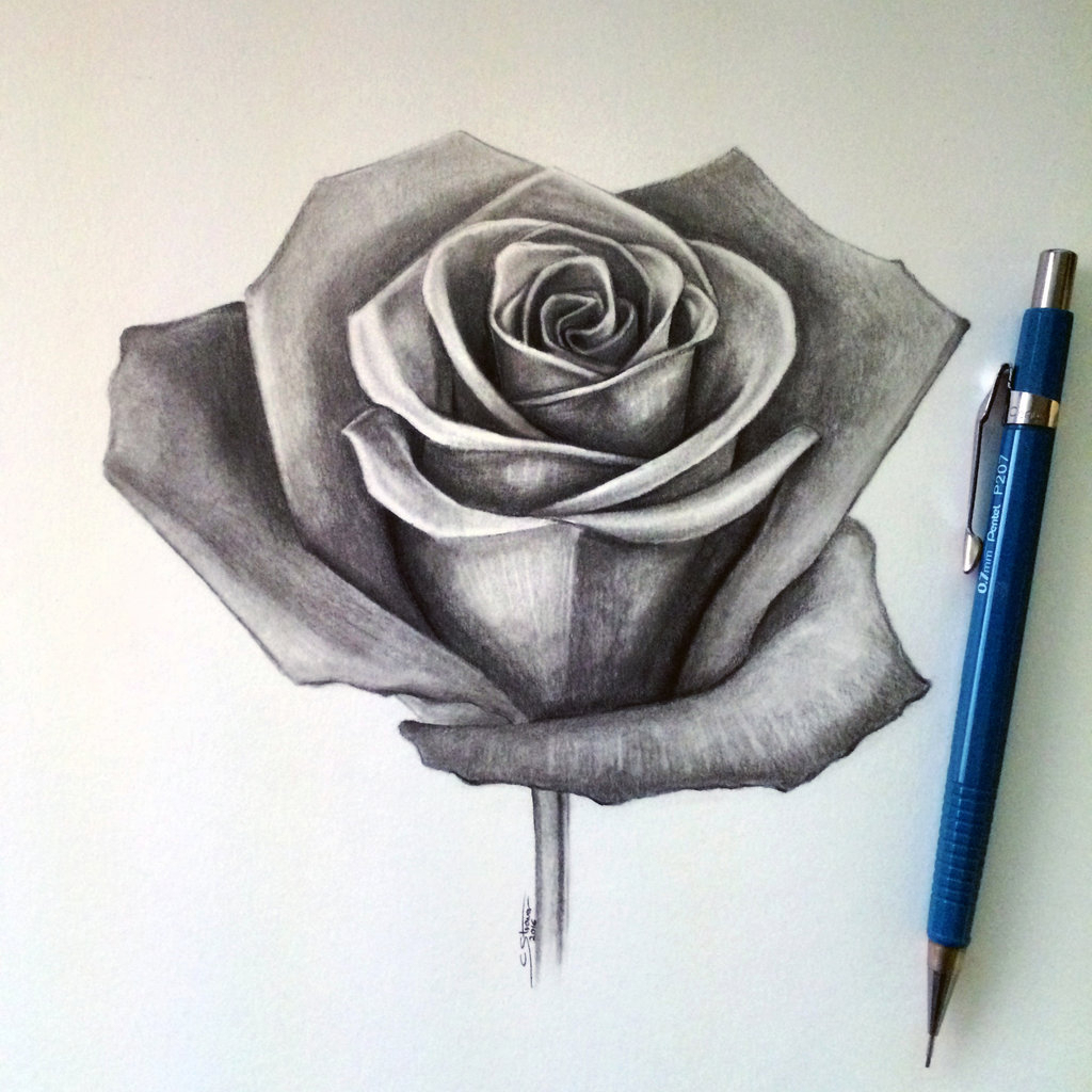 Rose Pencil Drawing Easy
