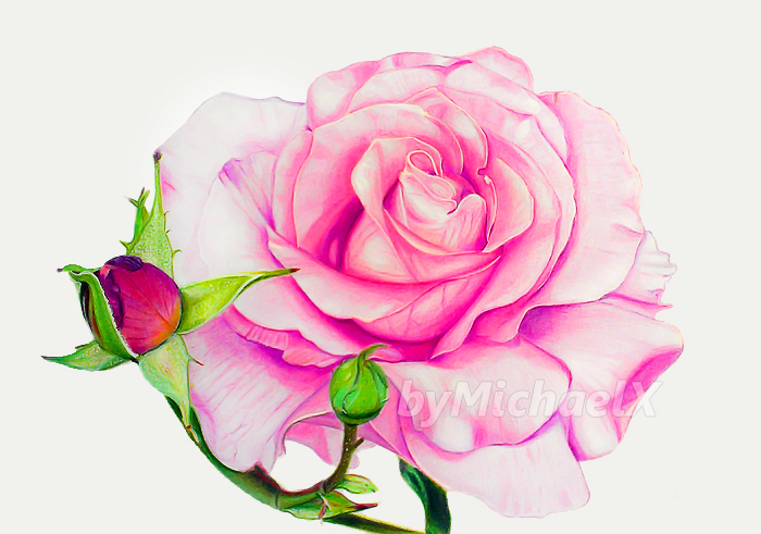700x491 Drawing Rose Color Pencil By Bymichaelx