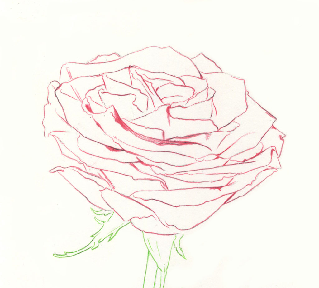 1024x922 Drawing Roses In Graphite Pencil And Colored Pencil